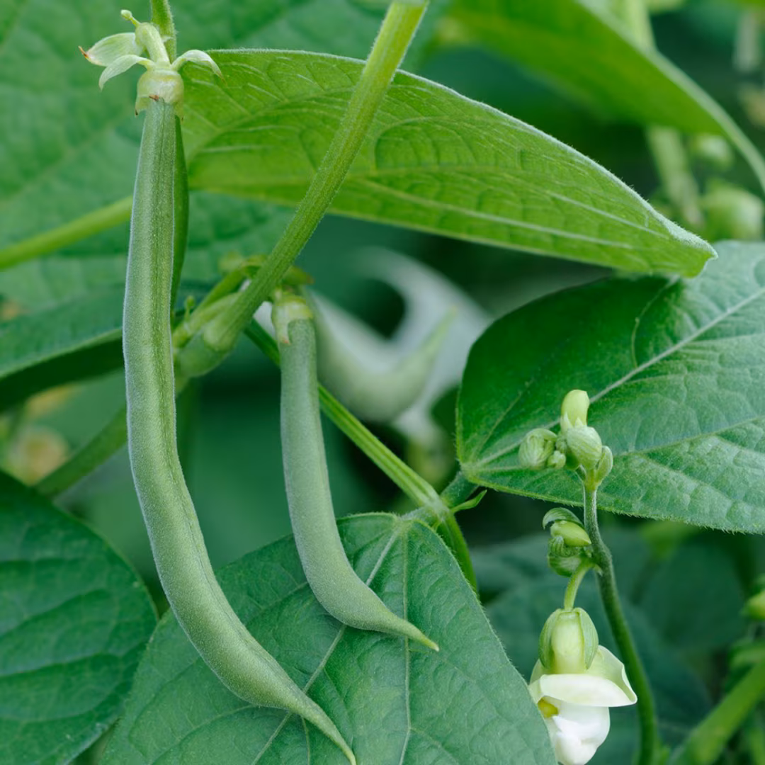 bean (climbing French) 'Blue Lake'